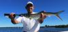 pandolfi ladyfish larger jun 25 2017.JPG